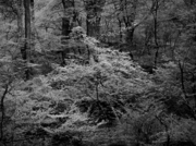 _5130154.jpg