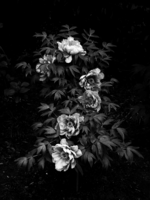 IMG_4610.tif