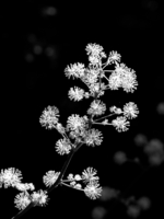 _8170410-2.jpg