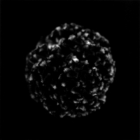 flower#002-2.jpg