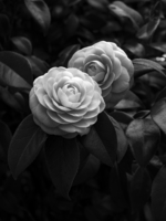 _3200060.jpg