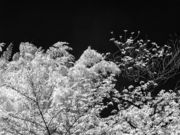 IMG_4389.jpg